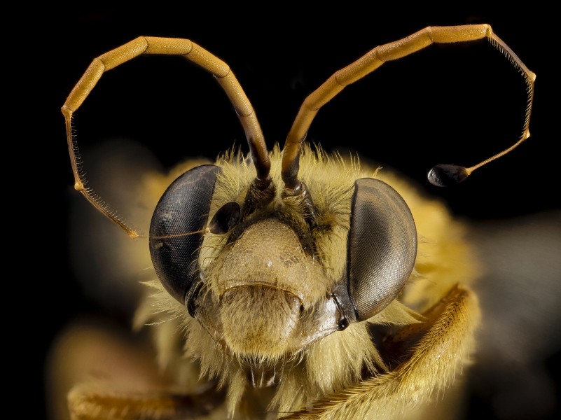 Trichocerapis species, m, face, brazil 2014-08-05-07.37.14 ZS PMax (14949537351)