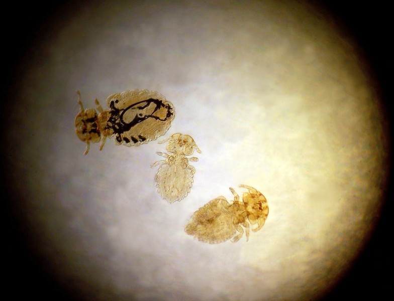 Trichodectes canis2