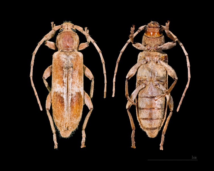 Trichoferus pallidus Femelle