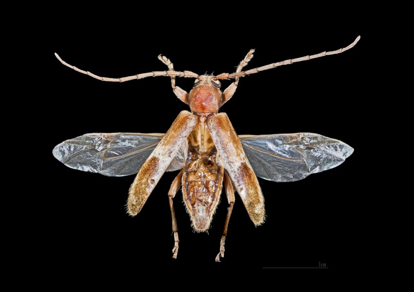 Trichoferus pallidus Vol