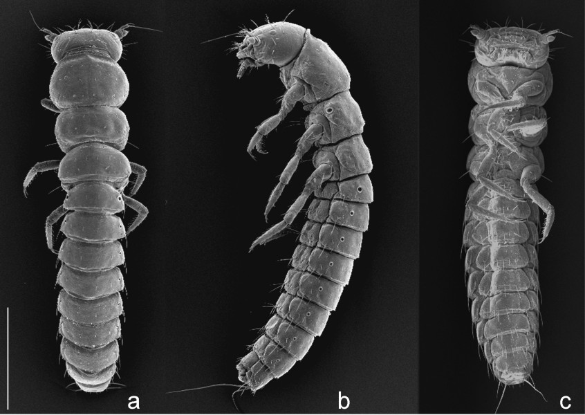 Trichomeloe chrysocomus larva