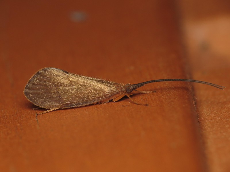 Trichoptera sp. (15328152218)