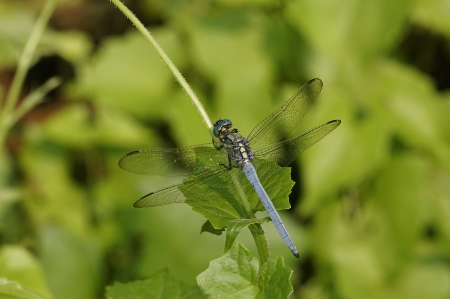 Tricolored Marsh Hawk Male - Orthetrum luzonicum4522