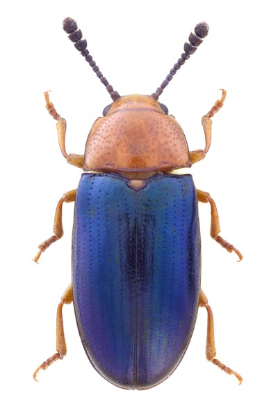 Triplax aenea