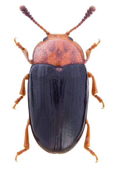 Triplax scutellaris