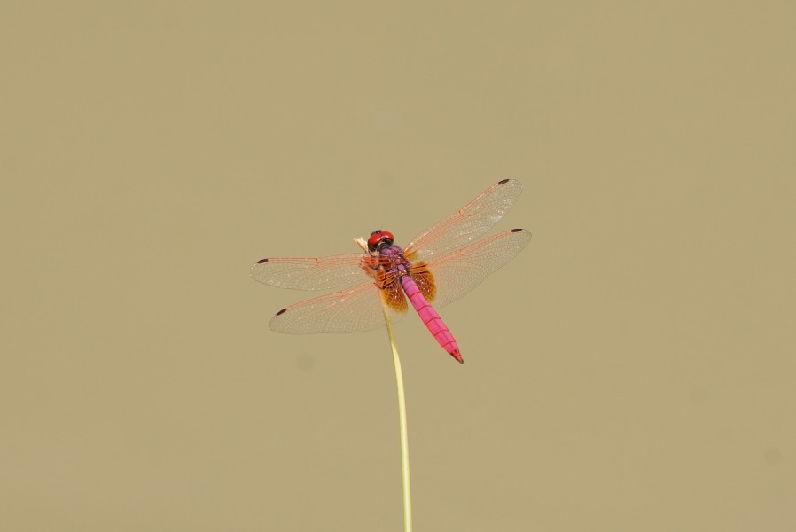 Trithemis aurora 05822