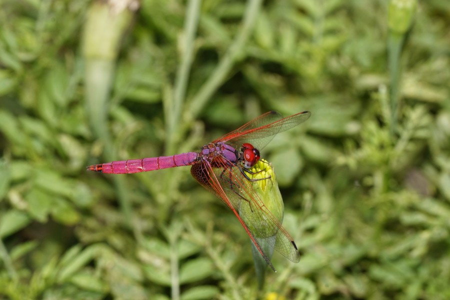 Trithemis aurora 5783