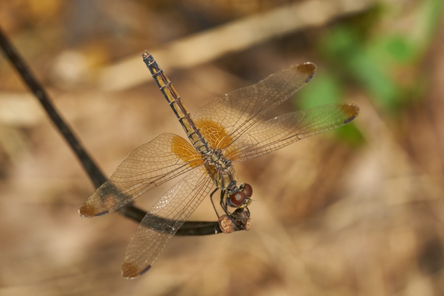 Trithemis aurora female-Kadavoor-2016-06-17-001