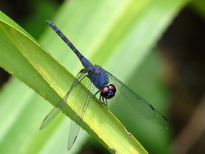 Trithemis festiva by kadavoor