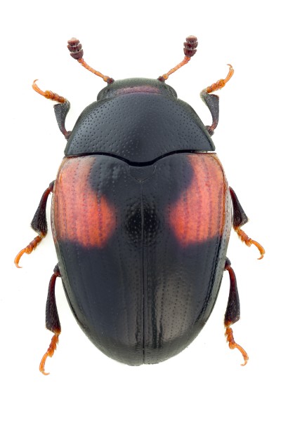 Tritoma bipustulata1