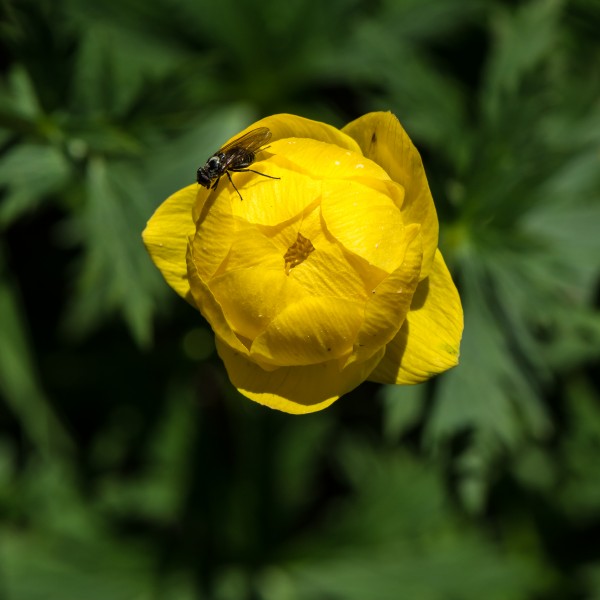 Trollius europaeus Spechtensee 02