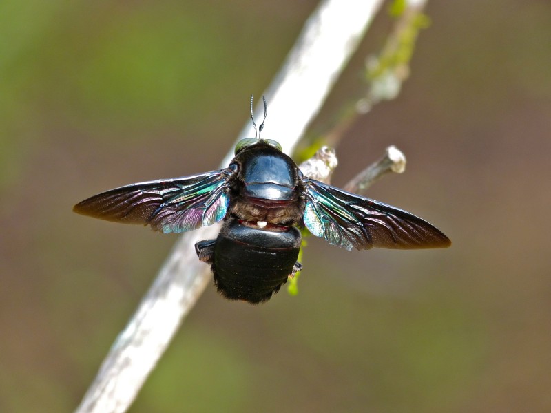 Tropical Carpenter Bee (Xylocopa latipes) (8067143790)