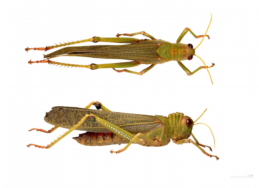 Tropidacris collaris MHNT dos & flanc