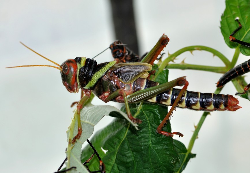 Tropidacris collaris qtl1