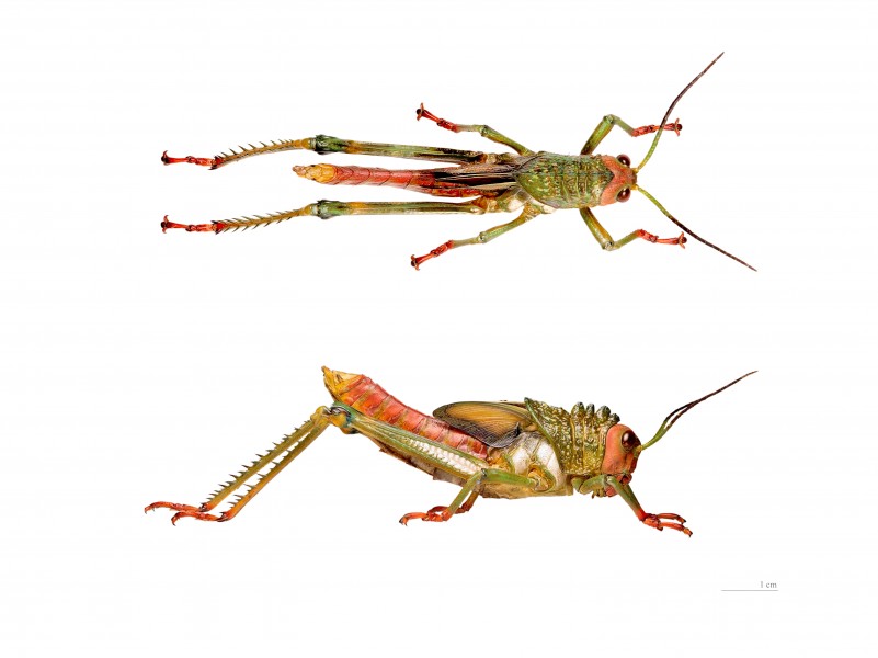Tropidacris cristata cristata MHNT flanc dos nymphe