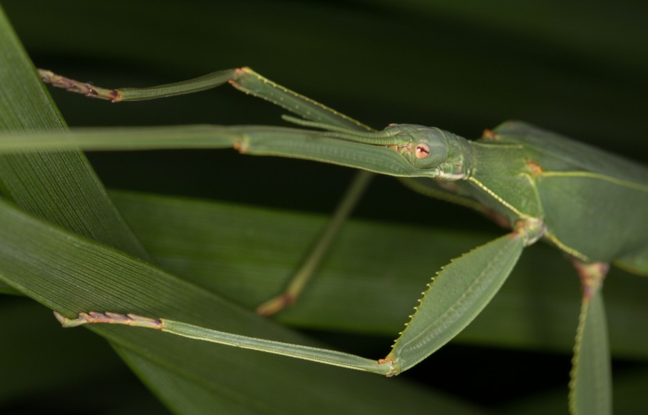 Tropidoderus childrenii (15767345773)