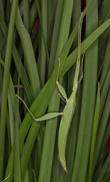 Tropidoderus childrenii (16386426192)