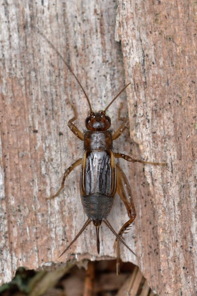 True Cricket (Gryllidae), Female - Gatineau Park, Quebec 02