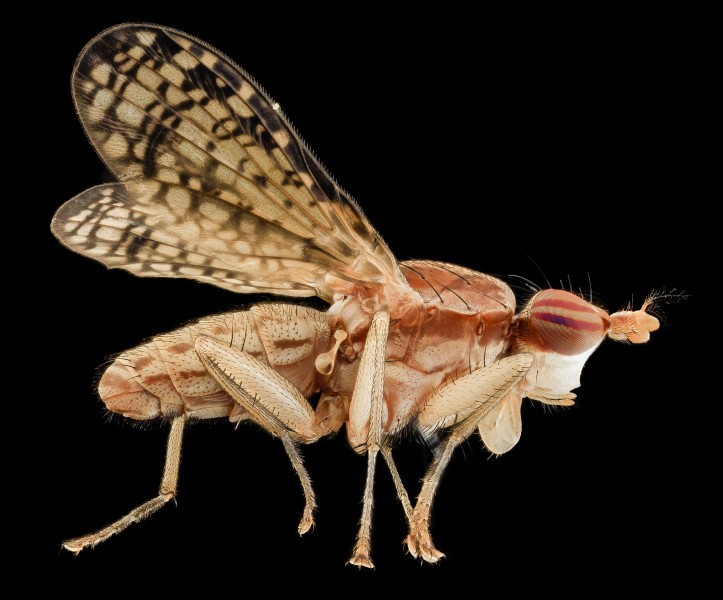 Trypetoptera canadensis, side, md, upper marlboro 2014-06-04-12.01.04 ZS PMax (14345969235)