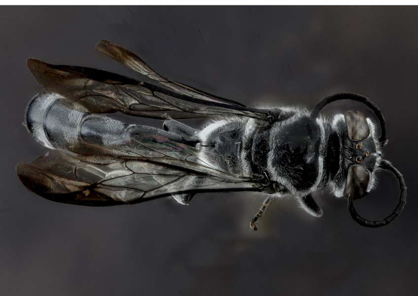 Trypoxylon subimpressum, F, back1, Guantanamo Bay 2012-10-31-15.44.37 ZS PMax (8149383710)