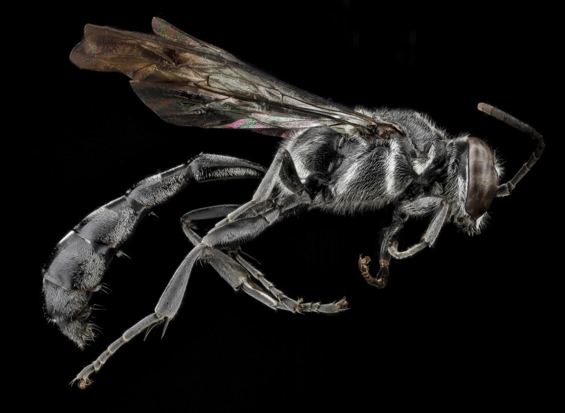 Trypoxylon subimpressum, F, side, Guantanamo Bay 2012-10-31-16.12.13 ZS PMax (8149354041)