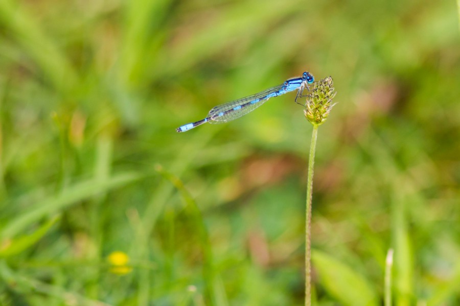 Tule bluet (20281023418)