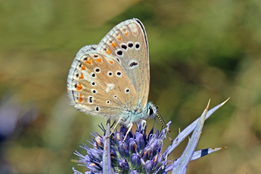 Turquoise blue (Polyommatus dorylas magna) male underside Macedonia