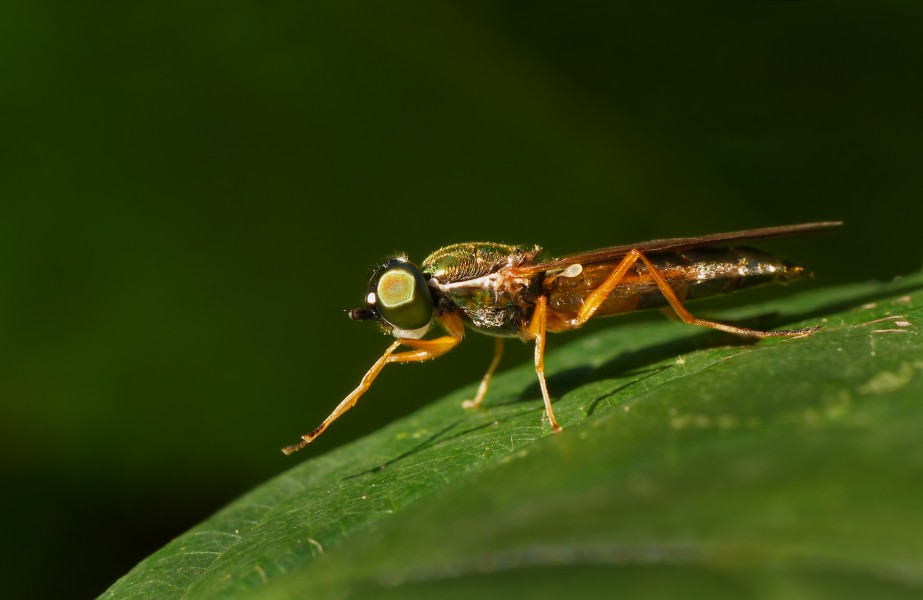 Twin-spot Centurion (Sargus bipunctatus), Parc de Woluwé, Brussels (29761361083)