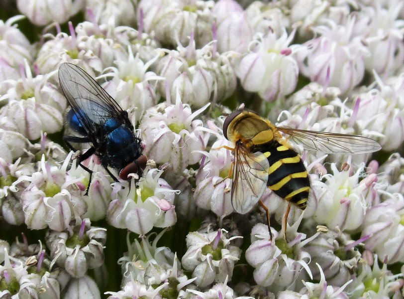 Two beautiful Flies (35823018013)