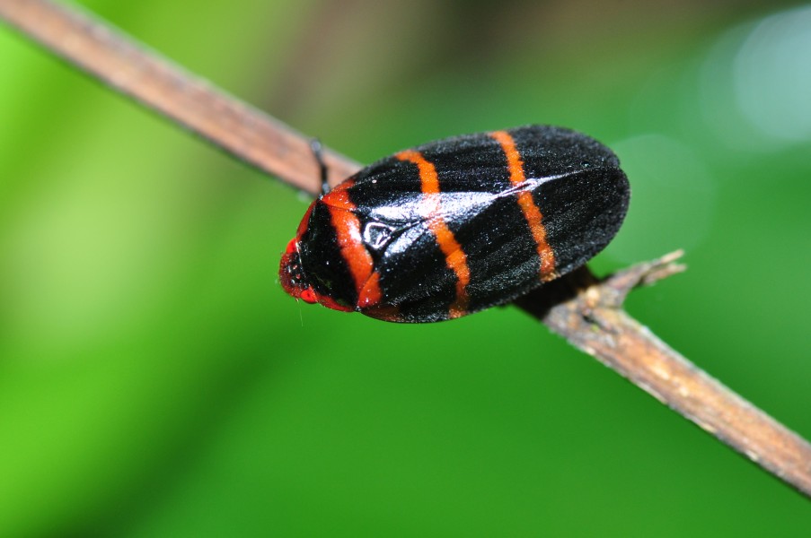 Two-lined spittlebug Prosapia bicincta (9674561828)