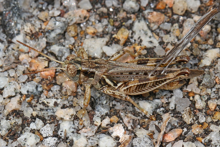 Two-spined Spur-throat Grasshopper - Melanoplus bispinosus, Harris Neck National Wildlife Refuge, Townsend, Georgia