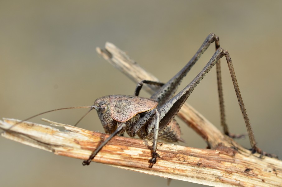 Tyreonotus corsicus male (last instar nymph) (10914573254)