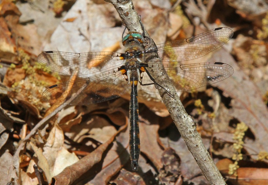 Uhler's Sundragon - Helocordulia uhleri, Meadowood Farm SRMA, Mason Neck, Virginia - 26564486021