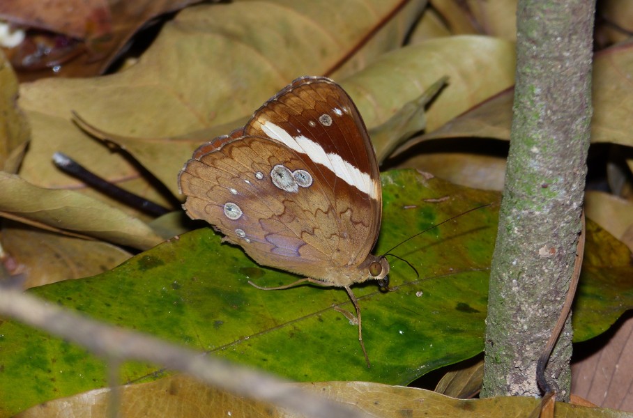 Uncertain Satyr (Xanthotaenia busiris) (8677543633)