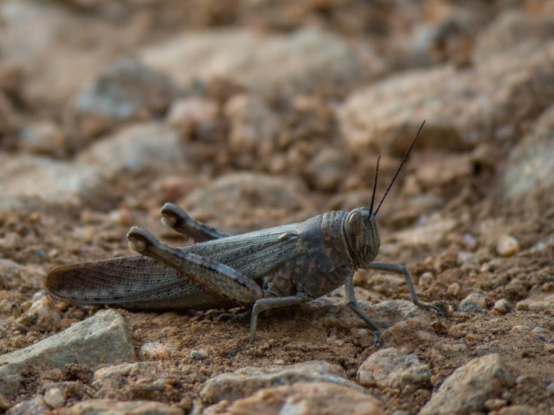 Unidentifed Grasshopper (20439406954)