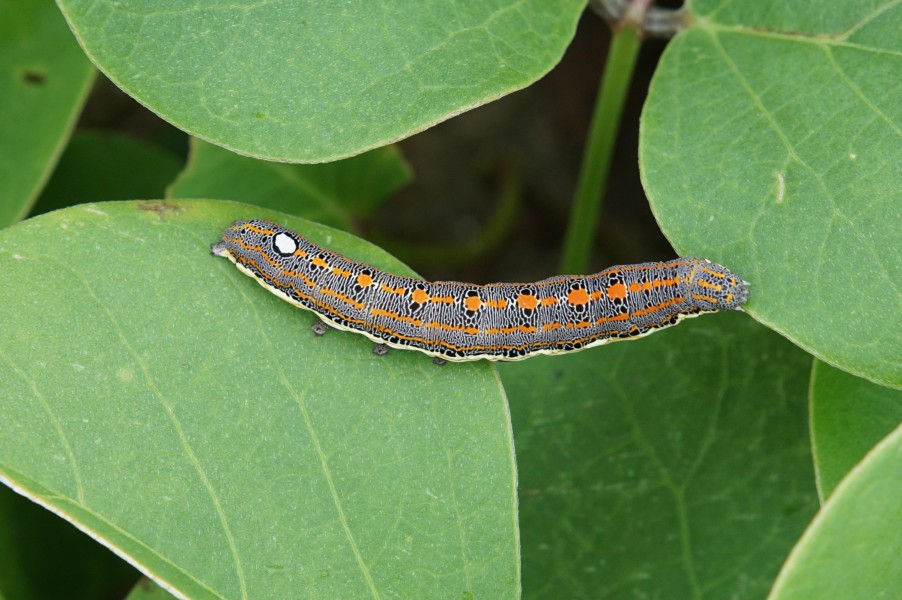 Unidentified caterpillar 04100