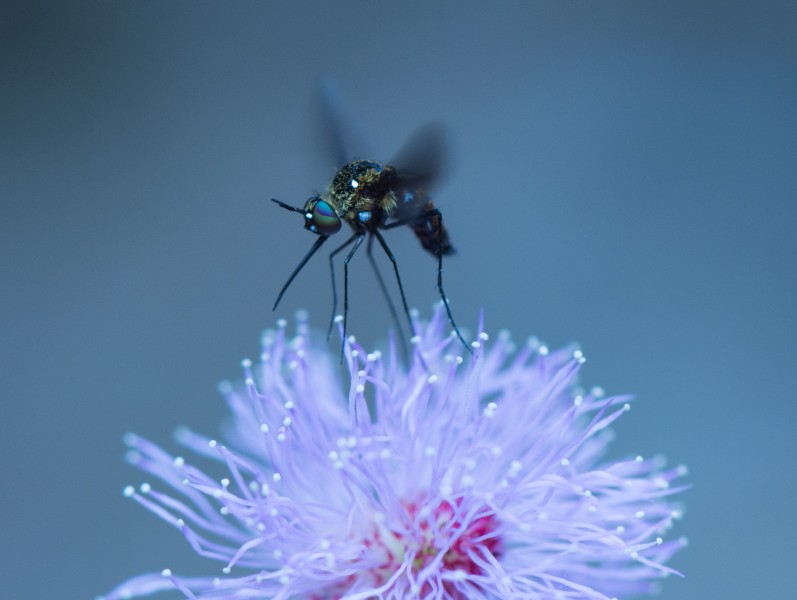 Unidentified-fly-on-mimosa-pudica-flower