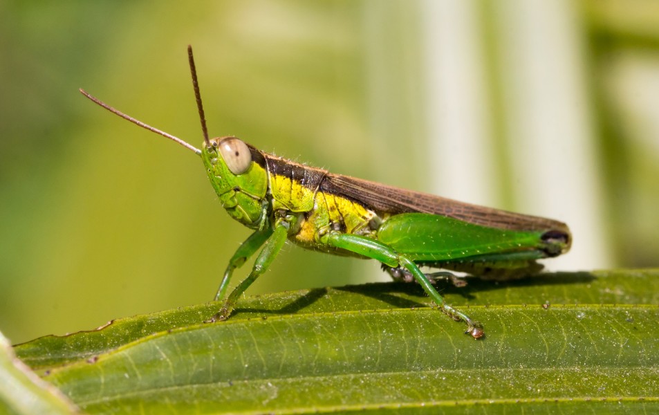 Unidentified grasshopper, Bandungan, Semarang Regency, 2014-09-30 02