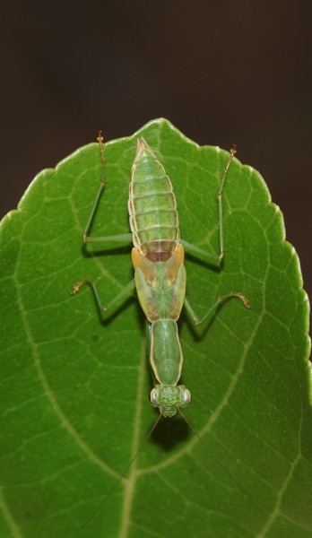 Unidentified Mantodea 06182