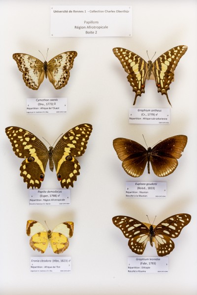 Université de Rennes 1, collection Charles Oberthür, papillons, région afrotropicale, boîte 2