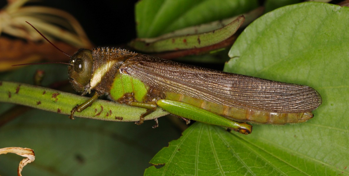 Unknown grasshopper (14526553785)