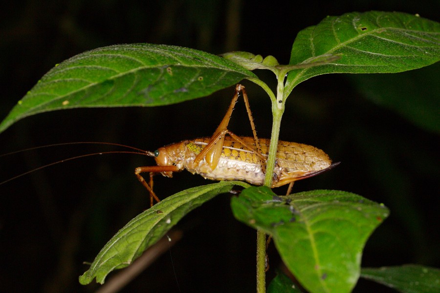 Unknown katydid (14339113570)