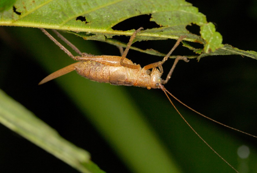 Unknown katydid (14339716150)