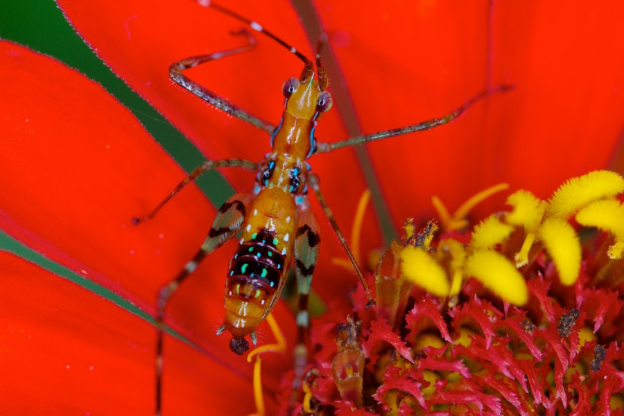 Unknown katydid (14522553531)