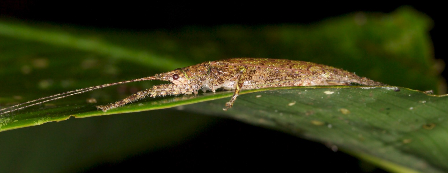 Unknown katydid (14546569113)