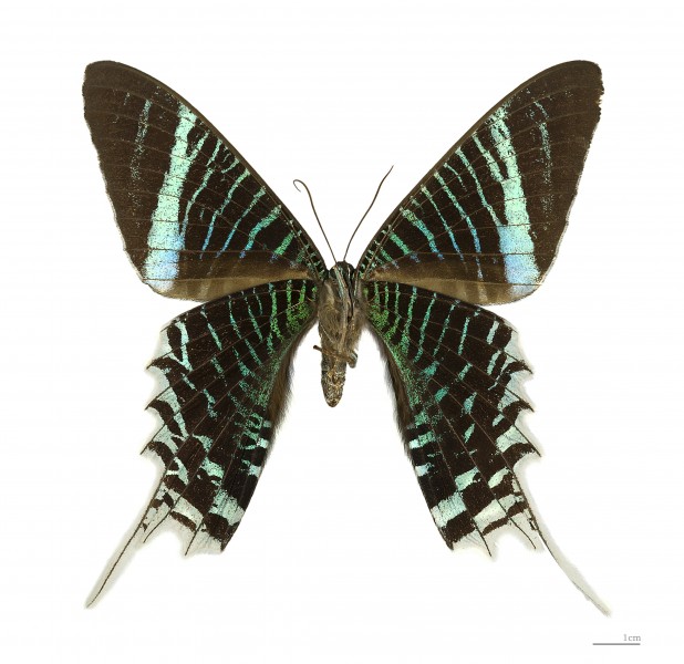 Urania leilus MHNT ventre