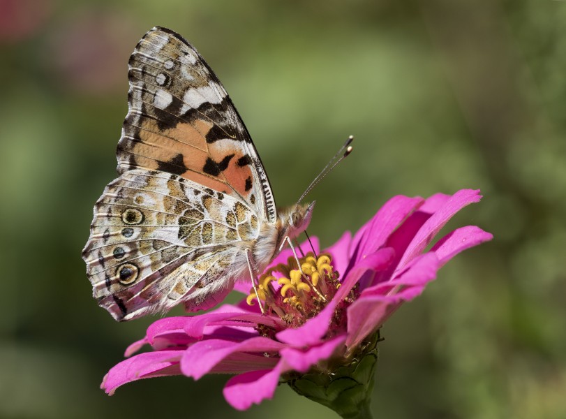 Vanessa cardui - Painted lady 01-4
