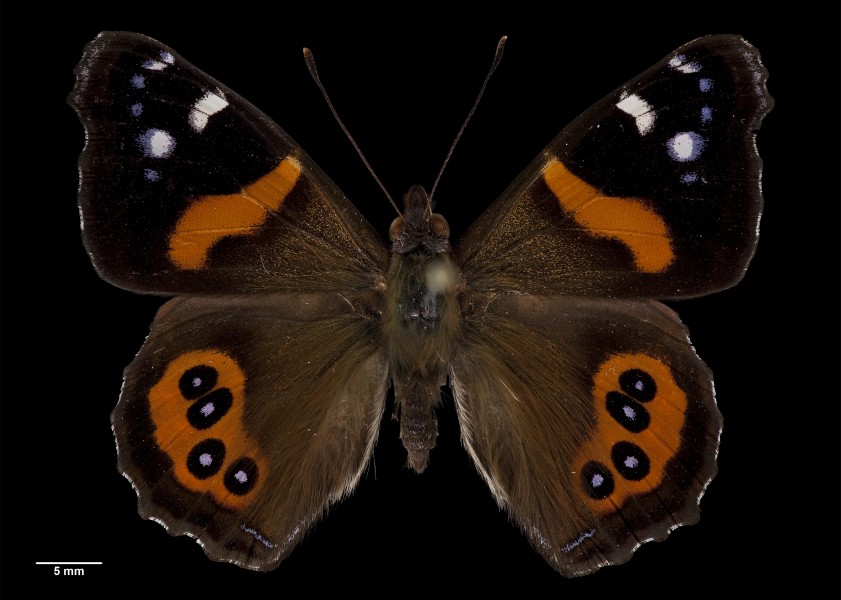 Vanessa gonerilla gonerilla AMNZ83868 Ventral