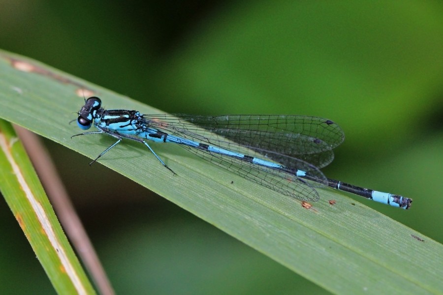 Variable damselfly (Coenagrion pulchellum) male 2
