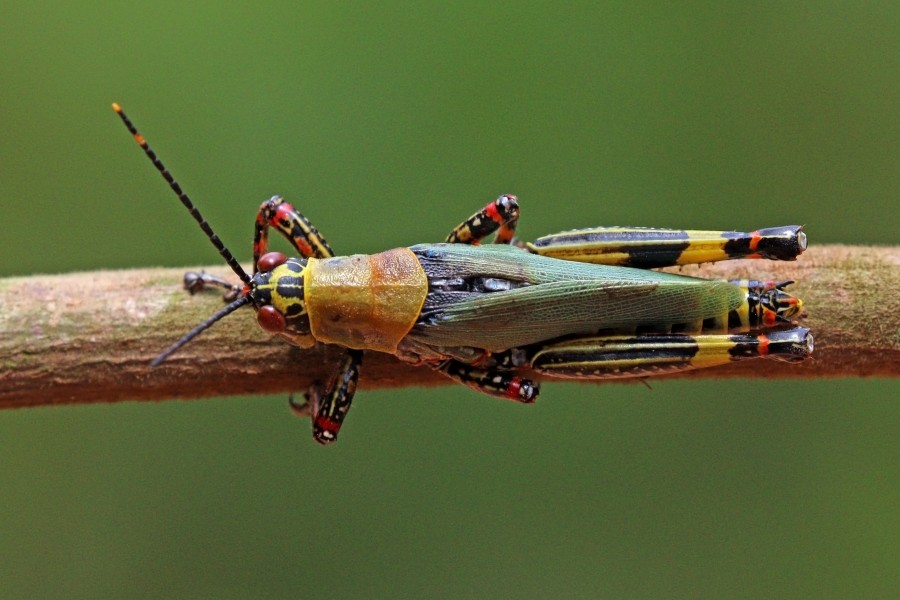 Variegated grasshopper (Zonocerus variegatus) 2